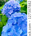 藍色繡球花 127307882
