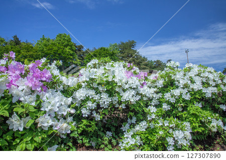 Azalea Azalea 127307890