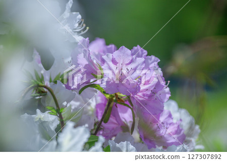 Azalea Azalea 127307892