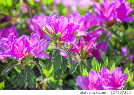 映山紅 映山紅 127307893