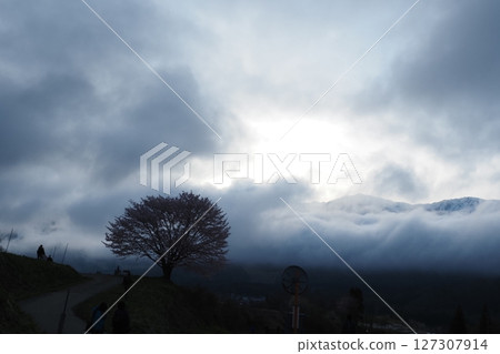 One cherry tree in Hakuba village One cherry tree in Hakuba village 127307914