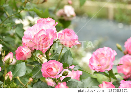 Gorgeous pink spring roses Gorgeous pink spring roses 127308371