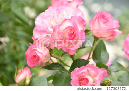 Gorgeous pink spring roses 127308372