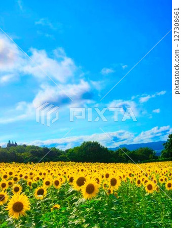 Blue sky and sunflower field 127308661