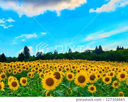 Blue sky and sunflower field Blue sky and sunflower field 127308665