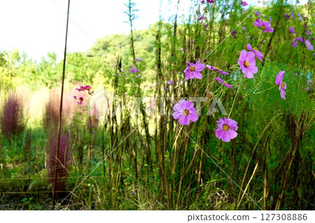 Yamanobe no Michi: Pink cosmos flowers blooming along the roadside in Sakurai City, Nara Prefecture Yamanobe no Michi: Pink cosmos flowers blooming along the roadside in Sakurai City, Nara Prefecture 127308886