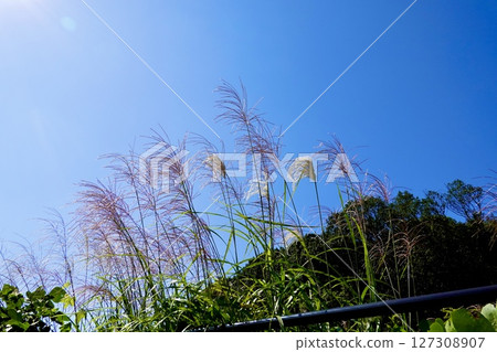 山邊之路：奈良縣櫻井市路邊田野搖曳的紫芒 127308907