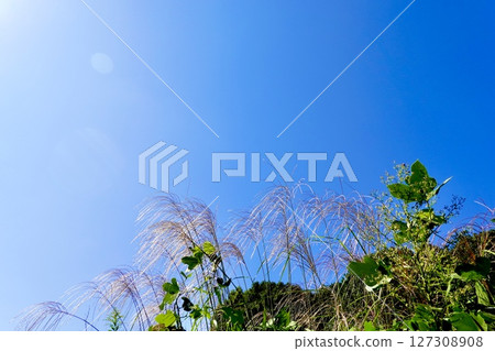 Yamanobe no Michi: A view of silver grass swaying in the roadside fields, Sakurai City, Nara Prefecture 127308908