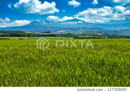 大雪山山脈和麥田 大雪山山脈和麥田 127309095