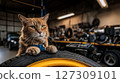 cat mechanic carries wheel to balancing machine, concept of using precision wheel device in local garage, poster for car service and car repair concept 127309101
