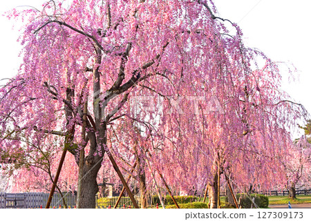 弘前公園：日本最美的櫻花 127309173