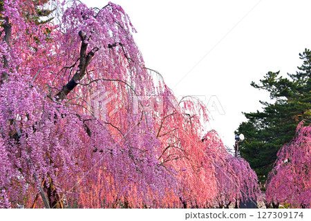 Hirosaki Park: Japan's best cherry blossoms 127309174