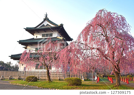 Hirosaki Park: Hirosaki Castle and cherry blossoms 127309175