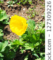 Iceland Poppy Flower 127309226