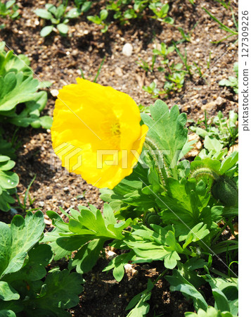 冰島罌粟花 127309226