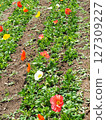Iceland Poppy Flower 127309227