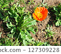 Iceland Poppy Flower 127309228
