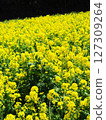 Hana Hana Flower 127309264