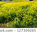 Hana Hana Flower 127309265