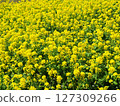 Hana Hana Flower 127309266