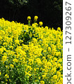 Hana Hana Flower 127309267
