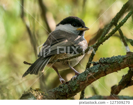 Willow tit or Poecile montanus bird perched on tree branch. Extreme close up portrait of willow tit bird. Small cute Willow tit is passerine bird in the tit family, Paridae. Hires detailed photo Willow tit or Poecile montanus bird perched on tree branch. Extreme close up portrait of willow tit bird. Small cute Willow tit is passerine bird in the tit family, Paridae. Hires detailed photo 127309270
