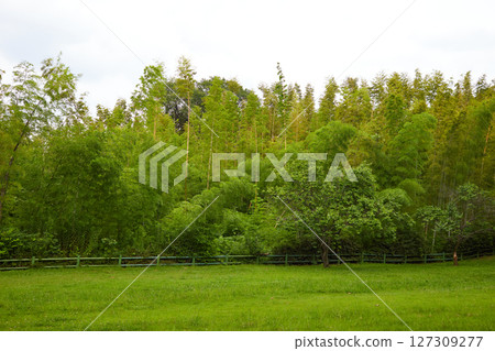 鬱鬱蔥蔥的公園 127309277