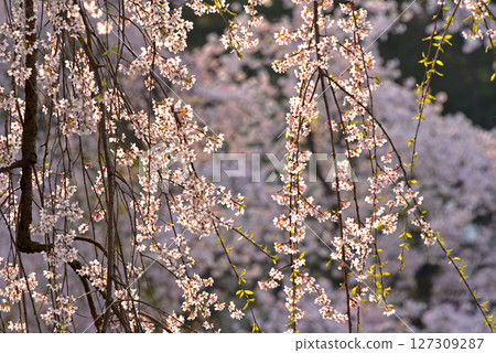 Hirosaki Park: Japan's best cherry blossoms 127309287