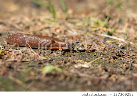 Spanish slug - Arion vulgaris - in it's natural environment Spanish slug - Arion vulgaris - in it's natural environment 127309292