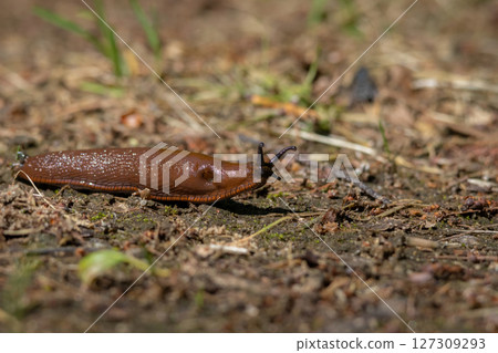 Spanish slug - Arion vulgaris - in it's natural environment 127309293