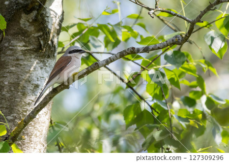 Red-Backed Shrike (Lanius collurio) perched on branch. Red-Backed Shrike (Lanius collurio) perched on branch. 127309296