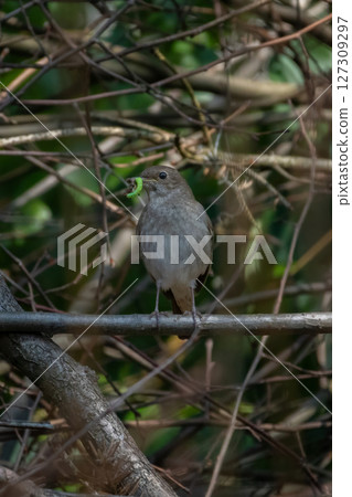 Common nightingale (Luscinia megarhynchos) sits on a branch Common nightingale (Luscinia megarhynchos) sits on a branch 127309297