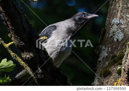 Portrait of a gray crow. Hooded Crow, Corvus cornix is a Eurasian bird 127309300