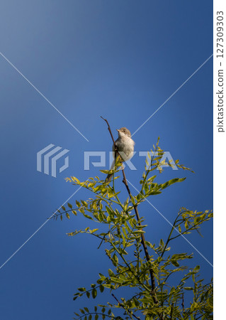 Common Whitethroat, Sylvia communis. A bird sings 127309303