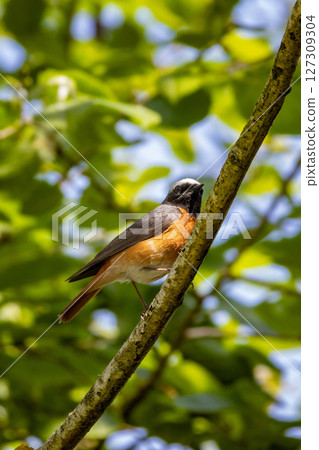 Bird Phoenicurus phoenicurus with an orange tail and black Bird Phoenicurus phoenicurus with an orange tail and black 127309304
