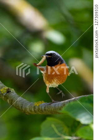 Redstart with insects for the kids Redstart with insects for the kids 127309310