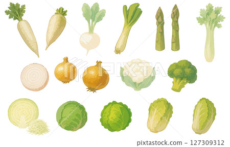 全年可使用的蔬菜插圖集 | 蘿蔔，蕪菁，白洋蔥，蘆筍，芹菜，洋蔥，花椰菜，西蘭花 127309312
