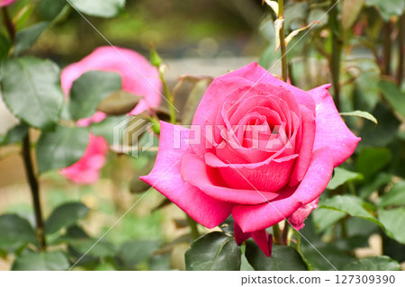 Vivid purple-red spring roses Vivid purple-red spring roses 127309390