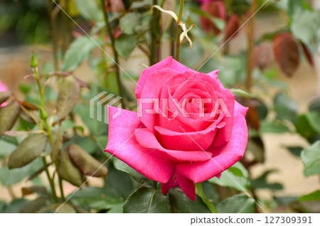 Vivid purple-red spring roses 127309391
