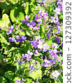 Flowers of Murasakihanana 127309392