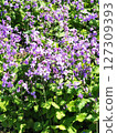 Flowers of Murasakihanana 127309393