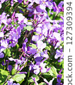 Flowers of Murasakihanana 127309394