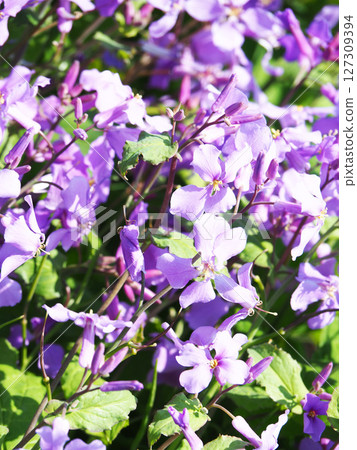 Murasakihanana的花朵 Murasakihanana的花朵 127309394