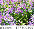 Flowers of Murasakihanana 127309395