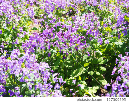 Murasakihanana的花朵 Murasakihanana的花朵 127309395
