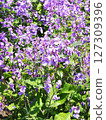 Flowers of Murasakihanana 127309396