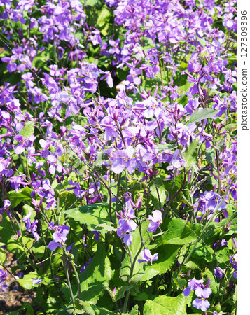 Flowers of Murasakihanana Flowers of Murasakihanana 127309396