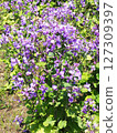 Flowers of Murasakihanana 127309397