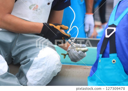 魚類疫苗接種 127309478