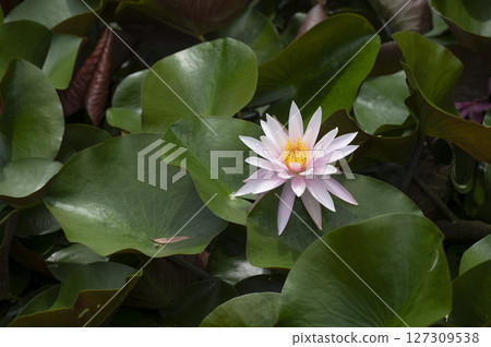 蓮花盛開 蓮花盛開 127309538